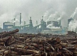 Greenpeace: Pemerintah RI Harus Mengakui Telah Salah dalam Tata Kelola Hutan